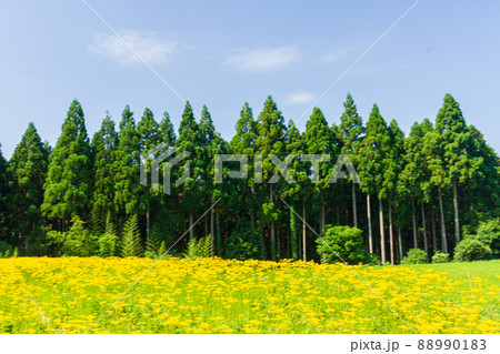 京都市右京区越畑の女郎花を撮影したもの 京都市右京区越畑の女郎花を撮影したもの 88990183