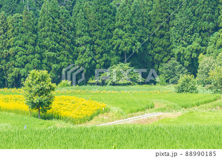 京都市右京区越畑の女郎花を撮影したもの 京都市右京区越畑の女郎花を撮影したもの 88990185