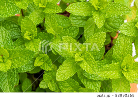 ミント ハーブ ミント ハーブ 88990269