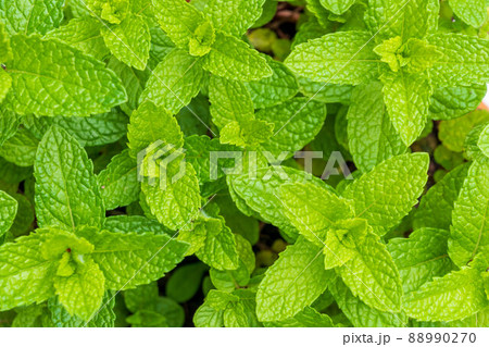 ミント　ハーブ 88990270