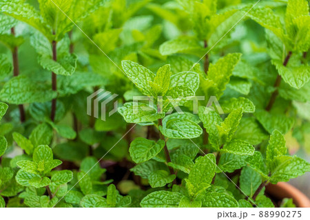 ミント　ハーブ 88990275