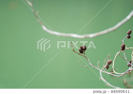 ハンノキの実　3月 88990631