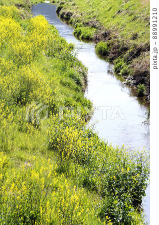 春の小川 4月上旬 春の小川 4月上旬 88991210