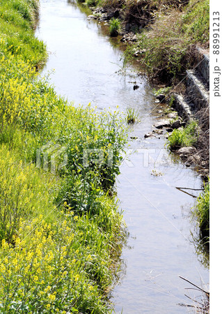 春の小川　4月上旬 88991213