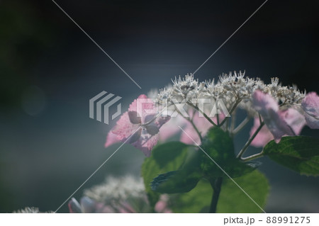 ピンクの紫陽花のクローズアップ 1 ピンクの紫陽花のクローズアップ 1 88991275