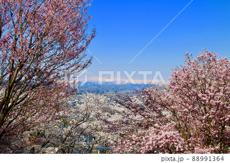 寒河江公園の桜・月山 （山形県・寒河江市） 88991364