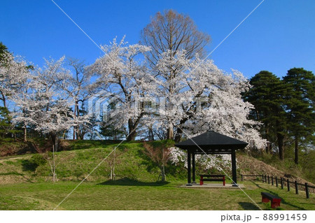 寒河江公園の桜(山形県・寒河江市) 寒河江公園の桜(山形県・寒河江市) 88991459