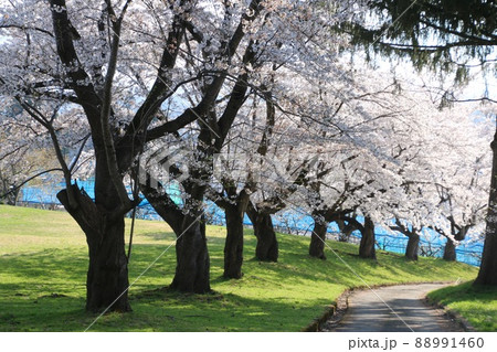 寒河江公園の桜(山形県・寒河江市) 寒河江公園の桜(山形県・寒河江市) 88991460
