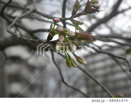 蕾が膨らみ始めた桜の木 88991474