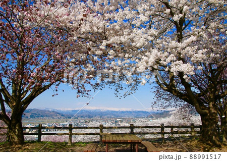 寒河江公園の桜・月山 (山形県・寒河江市) 寒河江公園の桜・月山 (山形県・寒河江市) 88991517