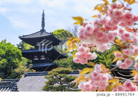 當麻寺 満開の八重桜と藤 當麻寺 満開の八重桜と藤 88991764