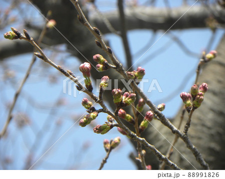 蕾が膨らみ始めた桜の木 88991826