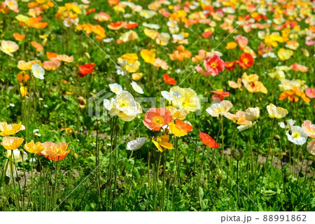 アイスランドポピー 88991862