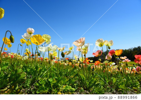 アイスランドポピー 88991866