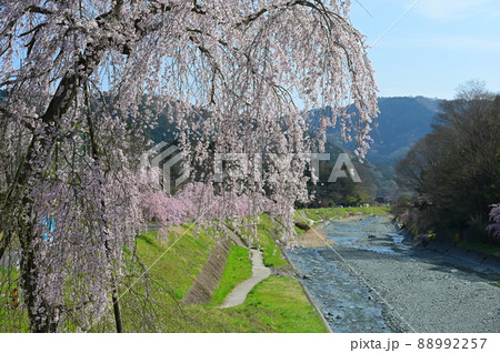 中津川沿いのシダレザクラ《松田町》 中津川沿いのシダレザクラ《松田町》 88992257