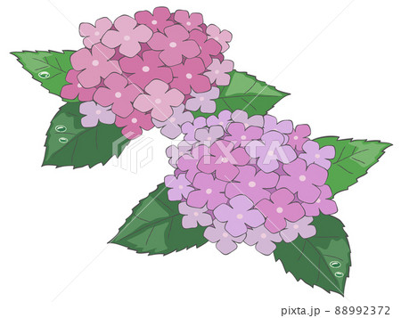 ピンク色の紫陽花のイラストのイラスト素材