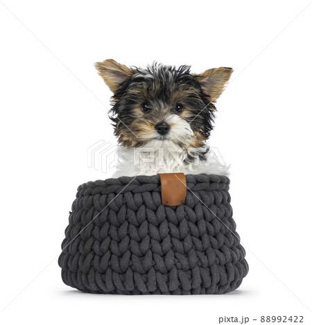Biewer Yorkshire terrier pup on white Biewer Yorkshire terrier pup on white 88992422