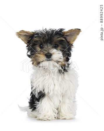 Biewer Yorkshire terrier pup on white 88992425