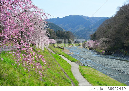 中津川のしだれ桜《松田町》 88992439