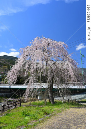 宇津茂のシダレザクラ《松田町》 宇津茂のシダレザクラ《松田町》 88992442