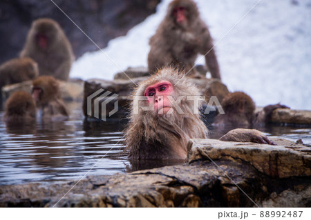Snow Monkeys Soak in Hotsprings 88992487