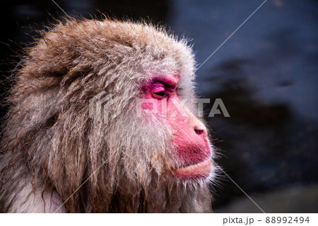Snow Monkeys Soak in Hotsprings Snow Monkeys Soak in Hotsprings 88992494