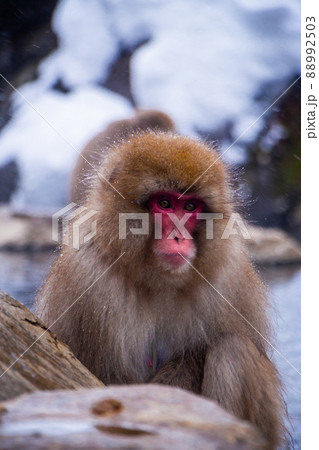 Snow Monkeys Soak in Hotsprings 88992503