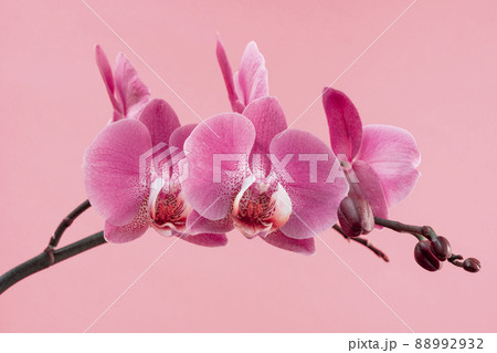 Beautiful gentle branch of pink romantic orchid flower Beautiful gentle branch of pink romantic orchid flower 88992932