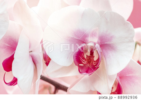 Close-up of beautiful orchid 88992936