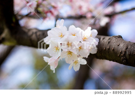 The best cherry blossom in Yokohama 88992995