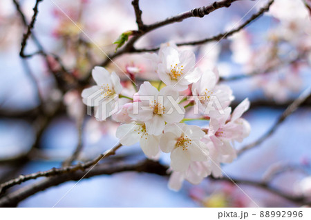 The best cherry blossom in Yokohama The best cherry blossom in Yokohama 88992996