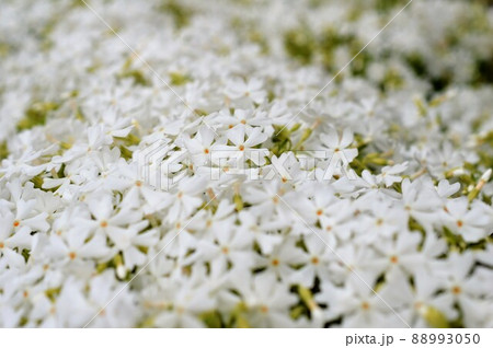 芝桜(シバザクラ) 白色 芝桜(シバザクラ) 白色 88993050