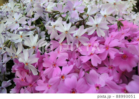 シバザクラ（芝桜）モスフロックス 88993051