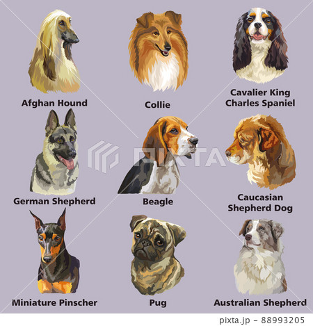Different dogs breeds set vector isolated illustration 88993205