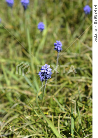 Common grape hyacinth Common grape hyacinth 88993434