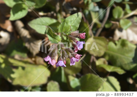 Common lungwort Common lungwort 88993437