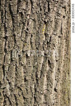 English oak 88993446