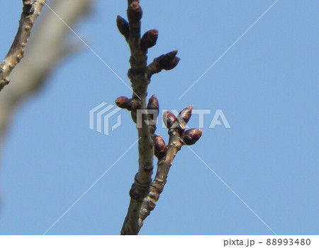 蕾が未だ固い桜の木 88993480
