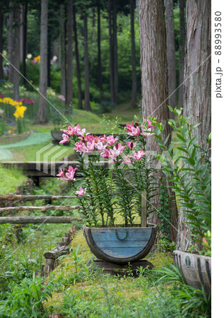 ゆりの花 ゆりの花 88993580
