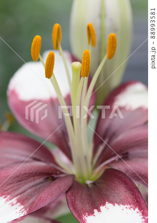 ゆりの花のクローズアップ 88993581