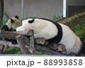 寝そべるパンダ 88993858