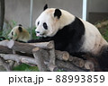 舌を出すパンダ 88993859