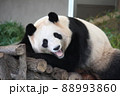 だらけるパンダ 88993860