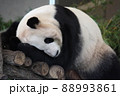 眠るパンダ 88993861