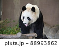 舌を出すパンダ 88993862