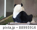 パンダの後ろ姿 88993916