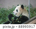物思いにふけるパンダ 88993917