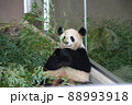 笹を持つパンダ 88993918