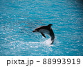 ジャンピングイルカ 88993919