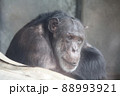 物思いにふけるチンパンジー 88993921